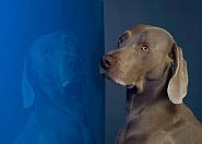 William Wegman - Malta (Photographs) h: 36 x w: 44 in / h: 91.4 x w: 111.8 cm
