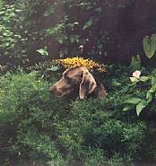 William Wegman - Flora in Fauna (Photographs) h: 14 x w: 11 in / h: 35.6 x w: 27.9 cm