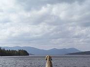 William Wegman - North (Photographs) h: 17 x w: 22 in / h: 43.2 x w: 55.9 cm
