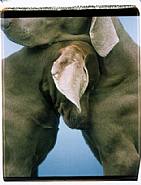 William Wegman - Conch (Photographs) h: 24 x w: 20 in / h: 61 x w: 50.8 cm