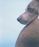 William Wegman - Head on Back (Photographs) h: 38 x w: 31 in / h: 96.5 x w: 78.7 cm