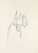 Ellsworth Kelly - Daffodil (Prints and Multiples) h: 39.2 x w: 28.2 in / h: 99.6 x w: 71.6 cm