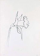 Ellsworth Kelly - Daffodil (Prints and Multiples) h: 39.3 x w: 28.3 in / h: 99.8 x w: 71.9 cm