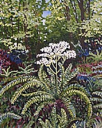 Yarrow