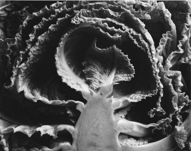 Image result for kale halved edward weston