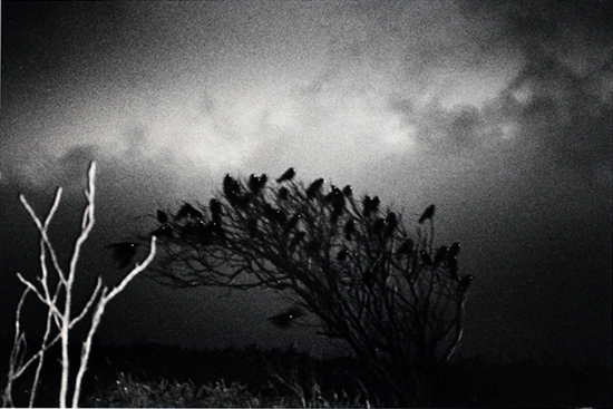 Wakkanai (from The Solitude of Ravens) by Masahisa Fukase on artnet ...