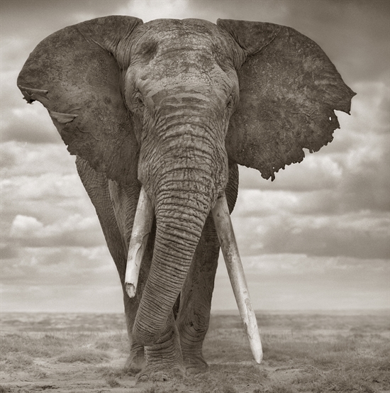 Elephant Sails by Nick Brandt on artnet Auctions