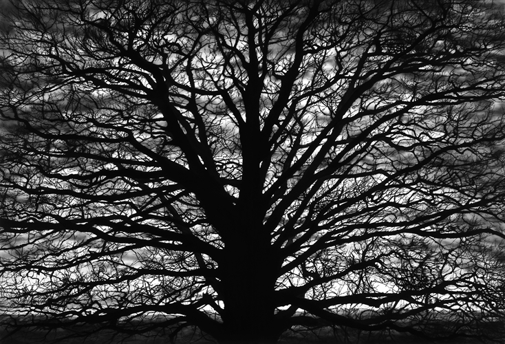 Untitled (Gothic Tree) by Robert Longo on Auctions