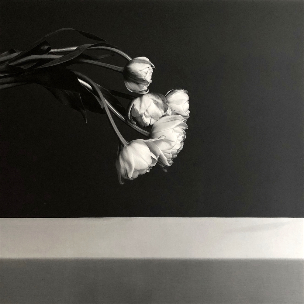 Tulips by Robert Mapplethorpe on artnet Auctions