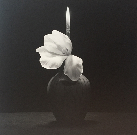 Flower with Knife by Robert Mapplethorpe