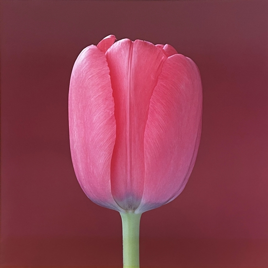 お得な新品・中古・未使用品 Mapplethorpe: The Complete Flowers