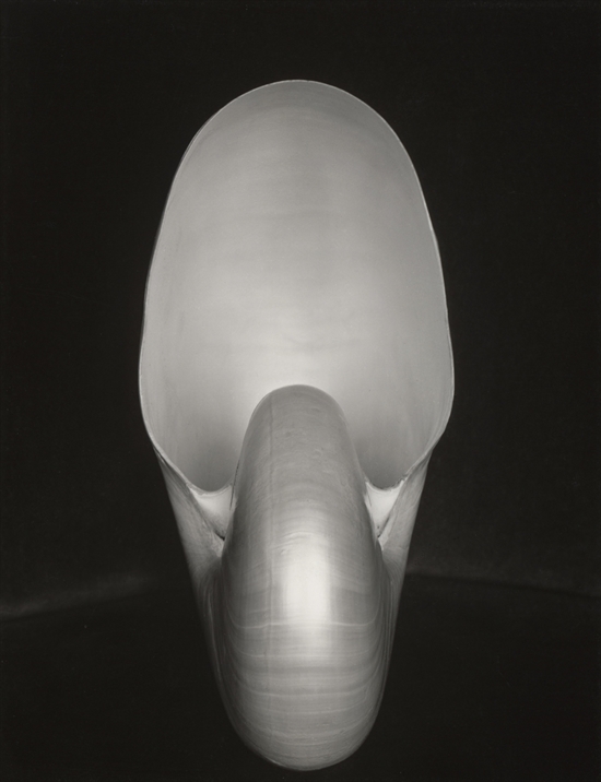 Shell by Edward Weston