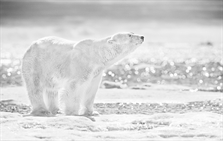 The Emperor of the North by David Yarrow