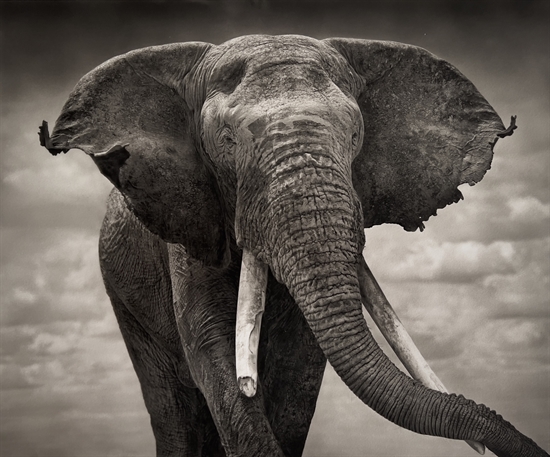 Elephant With Tattered Ears By Nick Brandt On Artnet Auctions