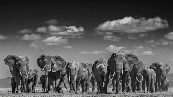 Elephant Uprising, Amboseli, Kenya by David Yarrow