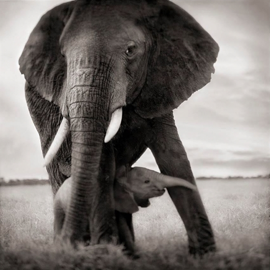 Elephant Mother and Baby Holding Leg, Serengeti by Nick Brandt