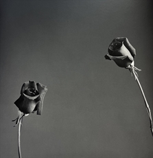 Roses by Robert Mapplethorpe