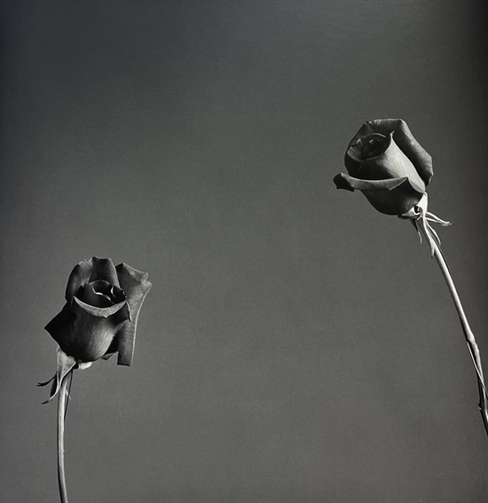 Roses by Robert Mapplethorpe