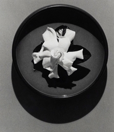 Gardenia by Robert Mapplethorpe