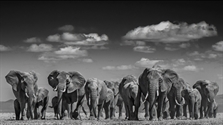 Elephant Uprising, Amboseli, Kenya by David Yarrow