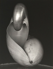 Shell by Edward Weston