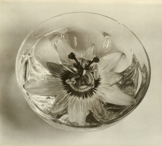 Passion Flower by Edward Weston on artnet Auctions