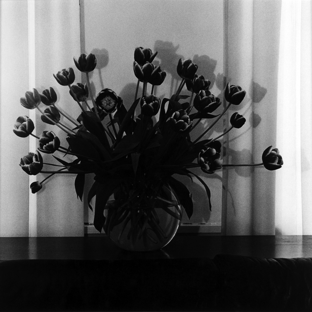 Tulips by Robert Mapplethorpe on artnet Auctions