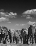 David Yarrow