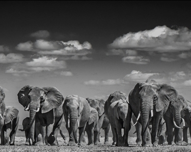 David Yarrow