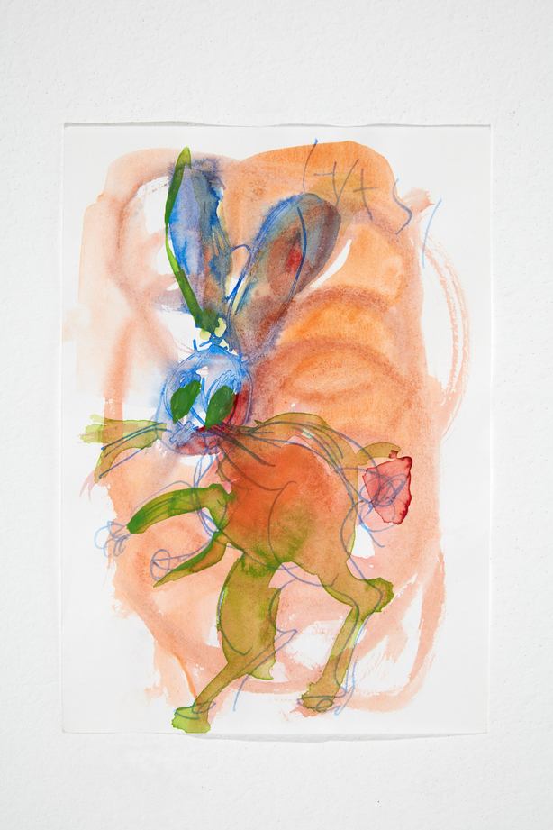 Hase