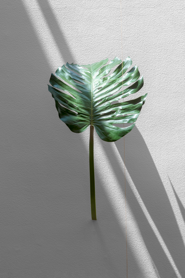 Monstera