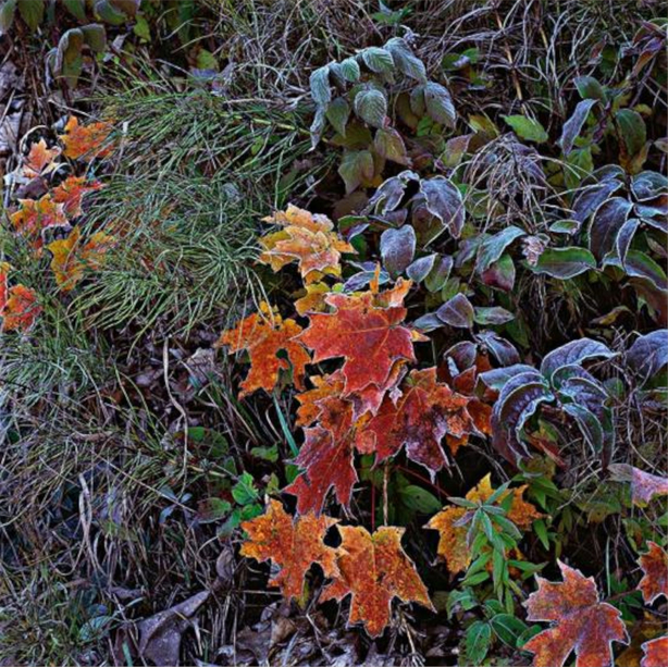 Frosted Maple Leaves