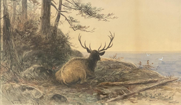 Elk Resting