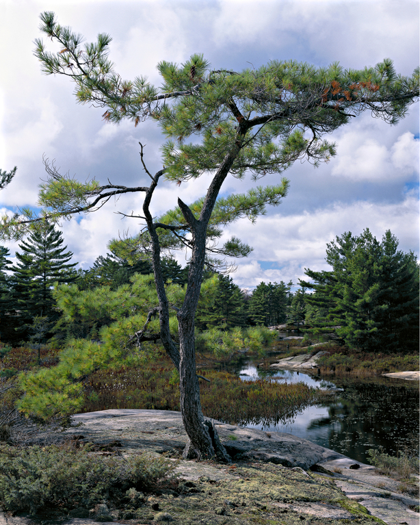 Eastern White Pine (Pinus Strobus) Overlooking Fairy Lake, Georgian Bay Islands, National Park, Ontario