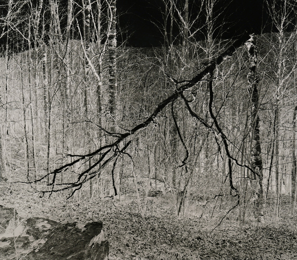 Trees, Catskill Mountains, New York March 9 2019