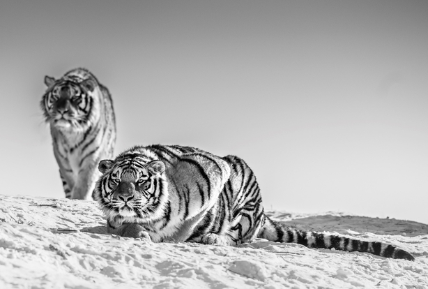 Goodnight Mr. Bond, Harbin - China