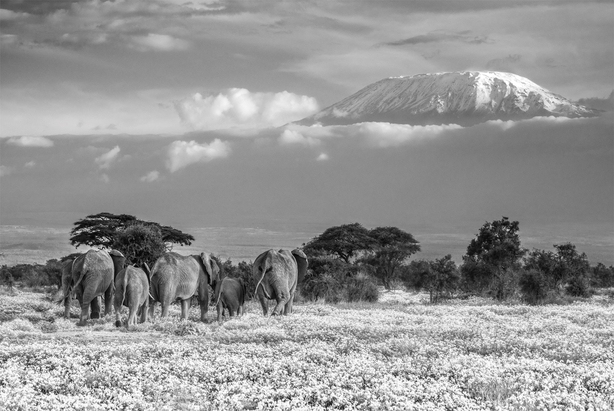 The Garden of Eden, Amboseli, Kenia