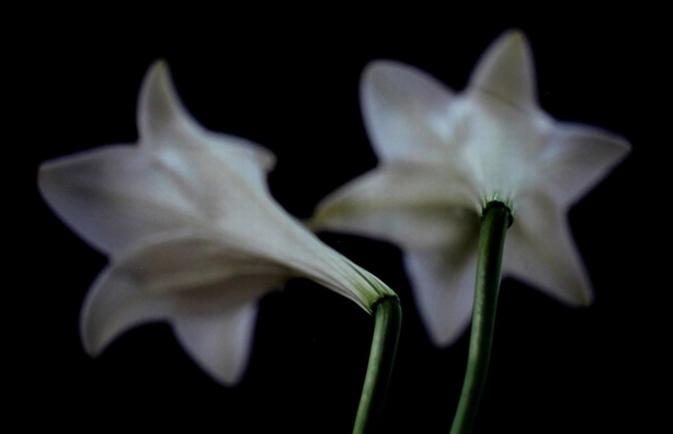 Lilien (Lillies)