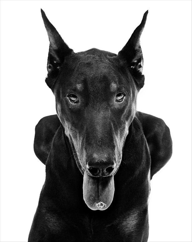 Dobermann