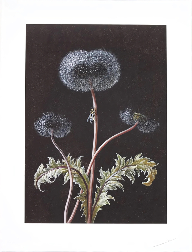 Dandelion