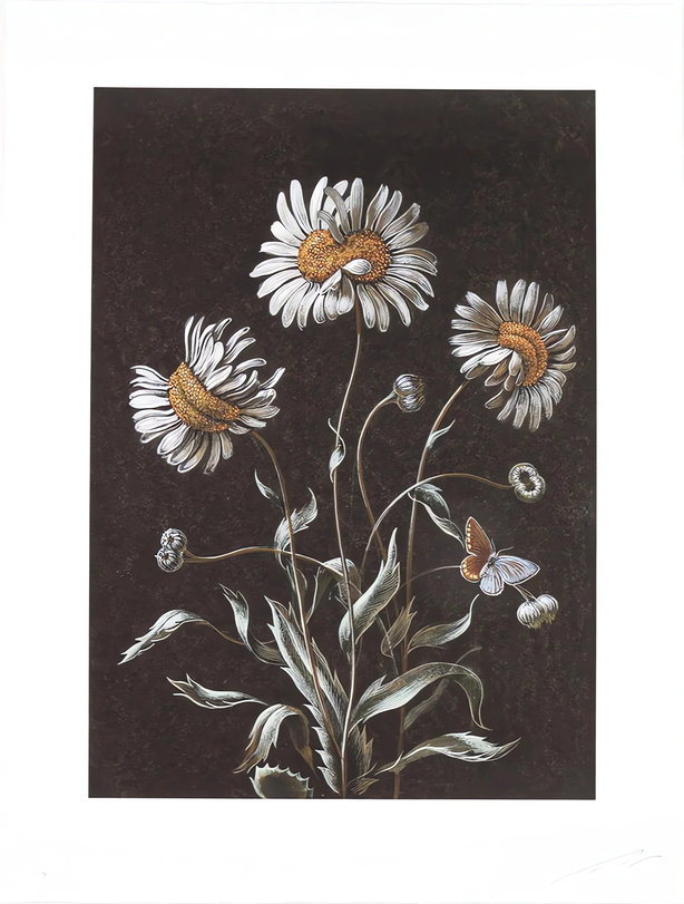 Daisy