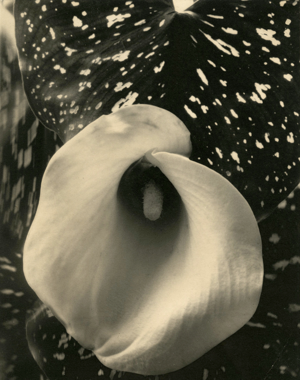 Calla Lily